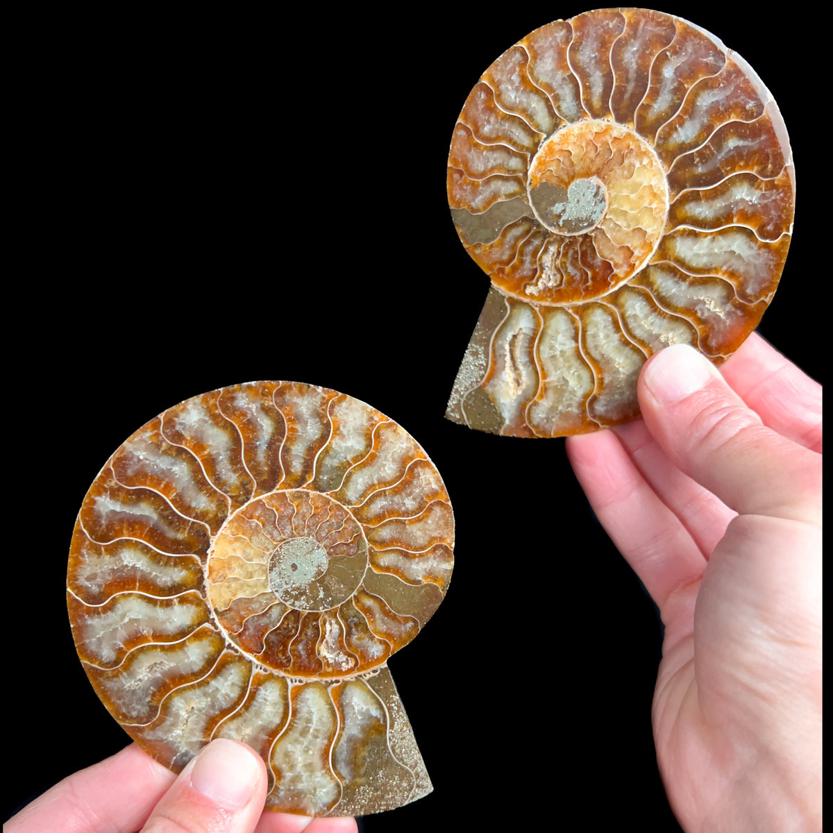 Cut and Polished Fossil Ammonite Shell from Madagascar