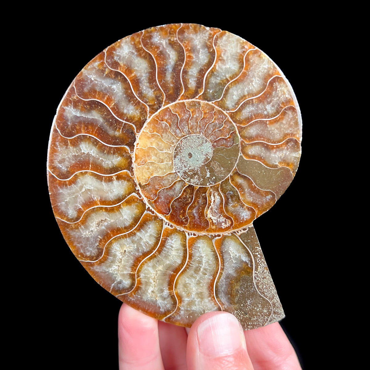 Calcite Crystals Inside Ammonite Fossil