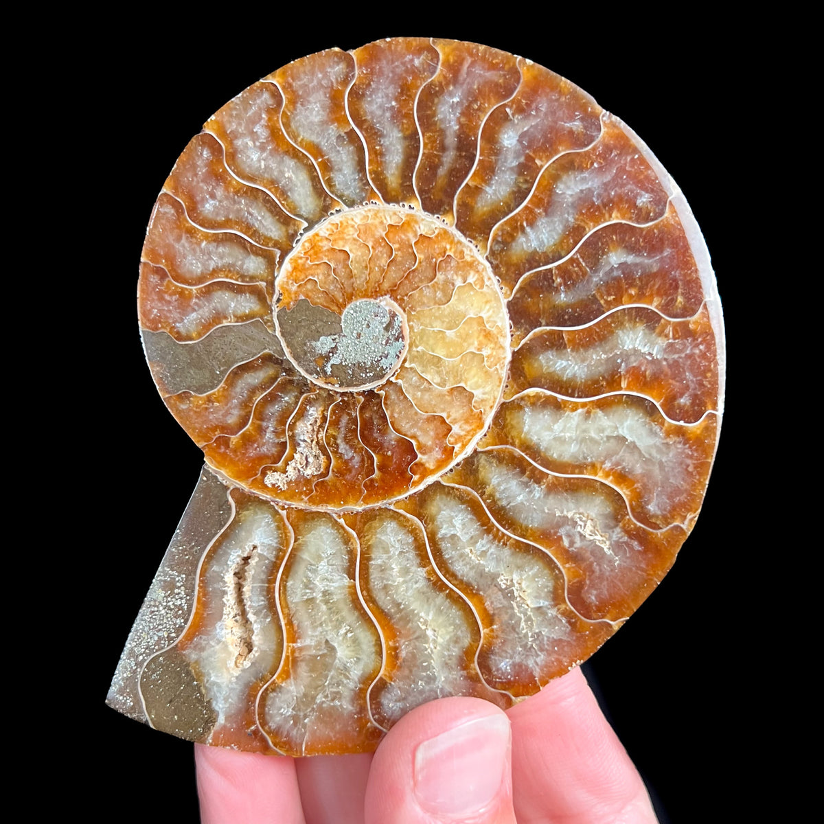 Calcite Crystals Inside Ammonite  Shell Fossil