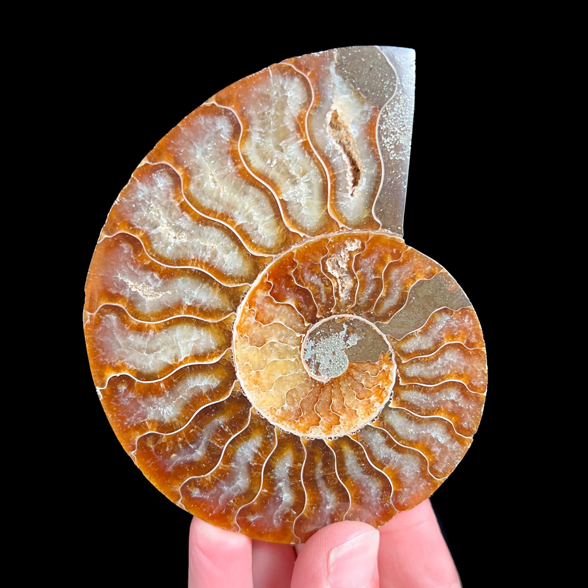 Cut and Polished Fossil Ammonite Shell from Madagascar