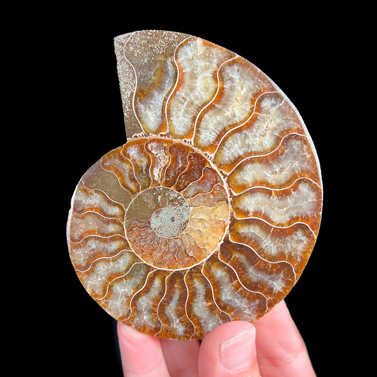 Growth Chambers Inside Cleoniceras Ammonite Fossil Shell