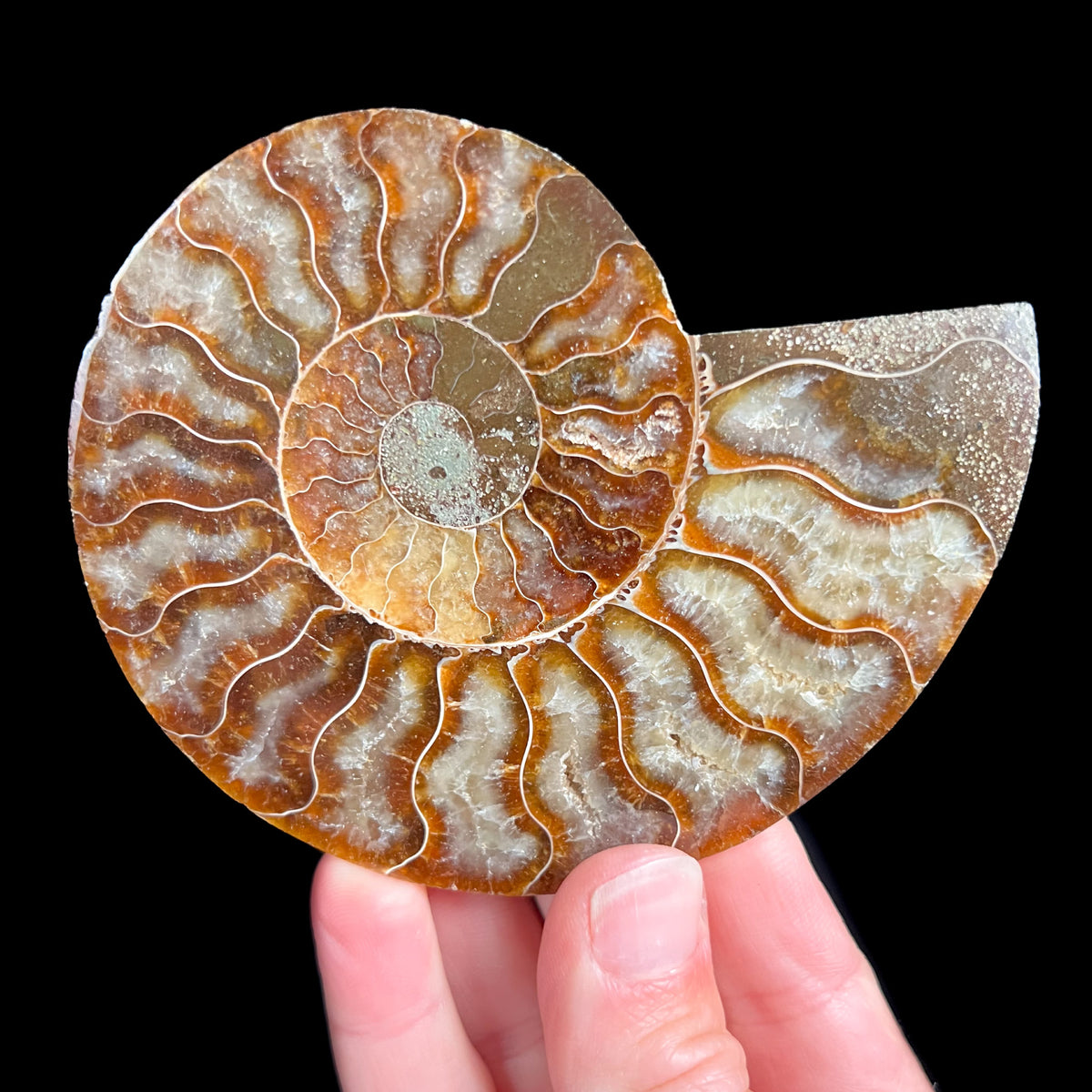 Ammonite Shell with Calcite Crystals