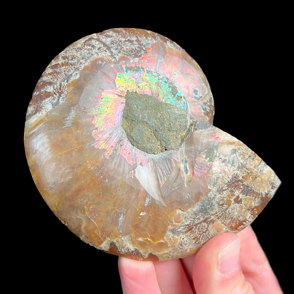 Exterior of Ammonite Shell Displaying Iridescence and Suture Markings