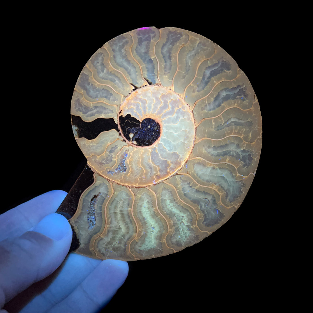 Ammonite Fossil Displayed Under UV Flashlight Showing Fluorescent Colors