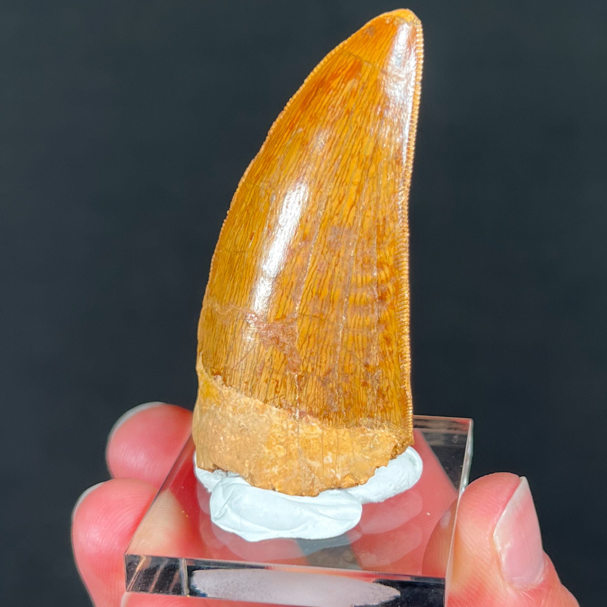 Large Carcharodontosaurus Dinosaur Tooth