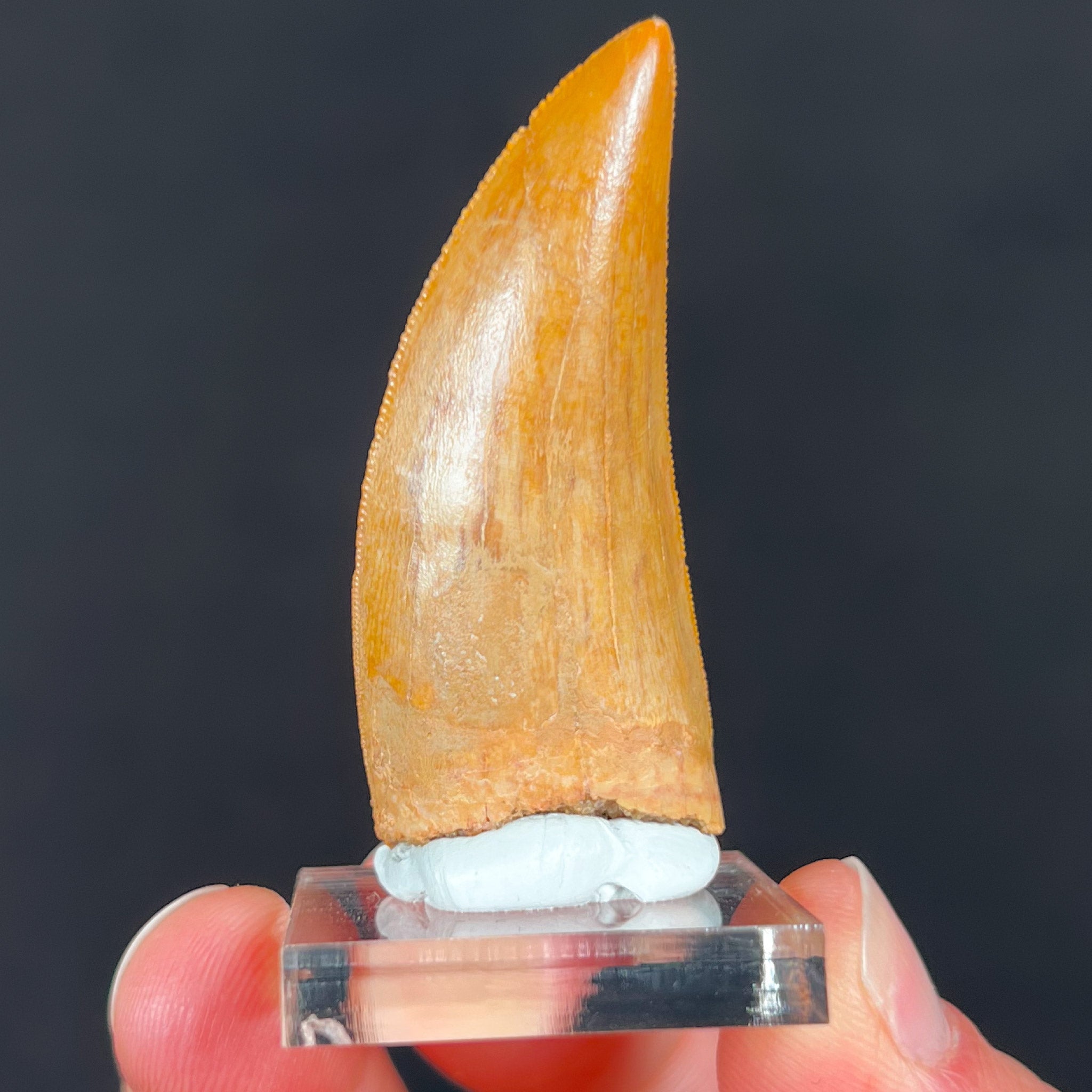 Authentic Carcharodontosaurus Tooth