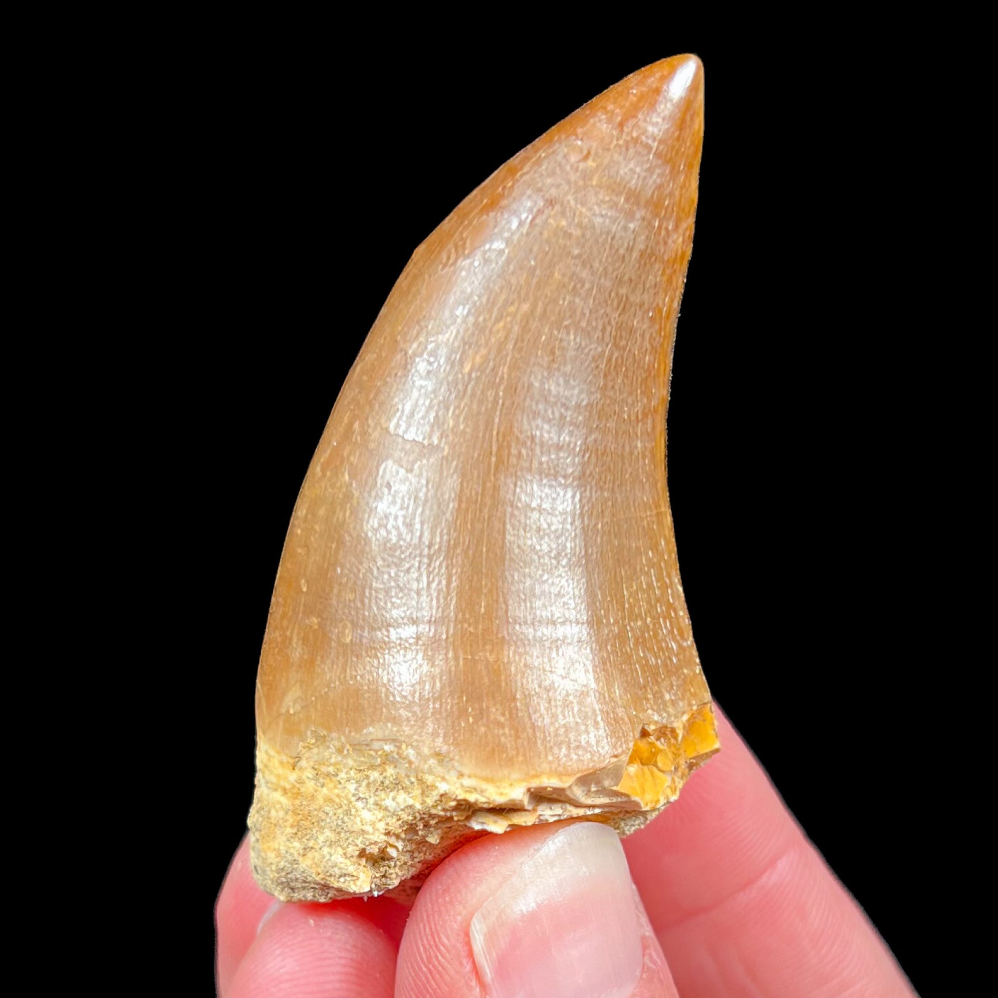 Mosasaurus Fossil Tooth