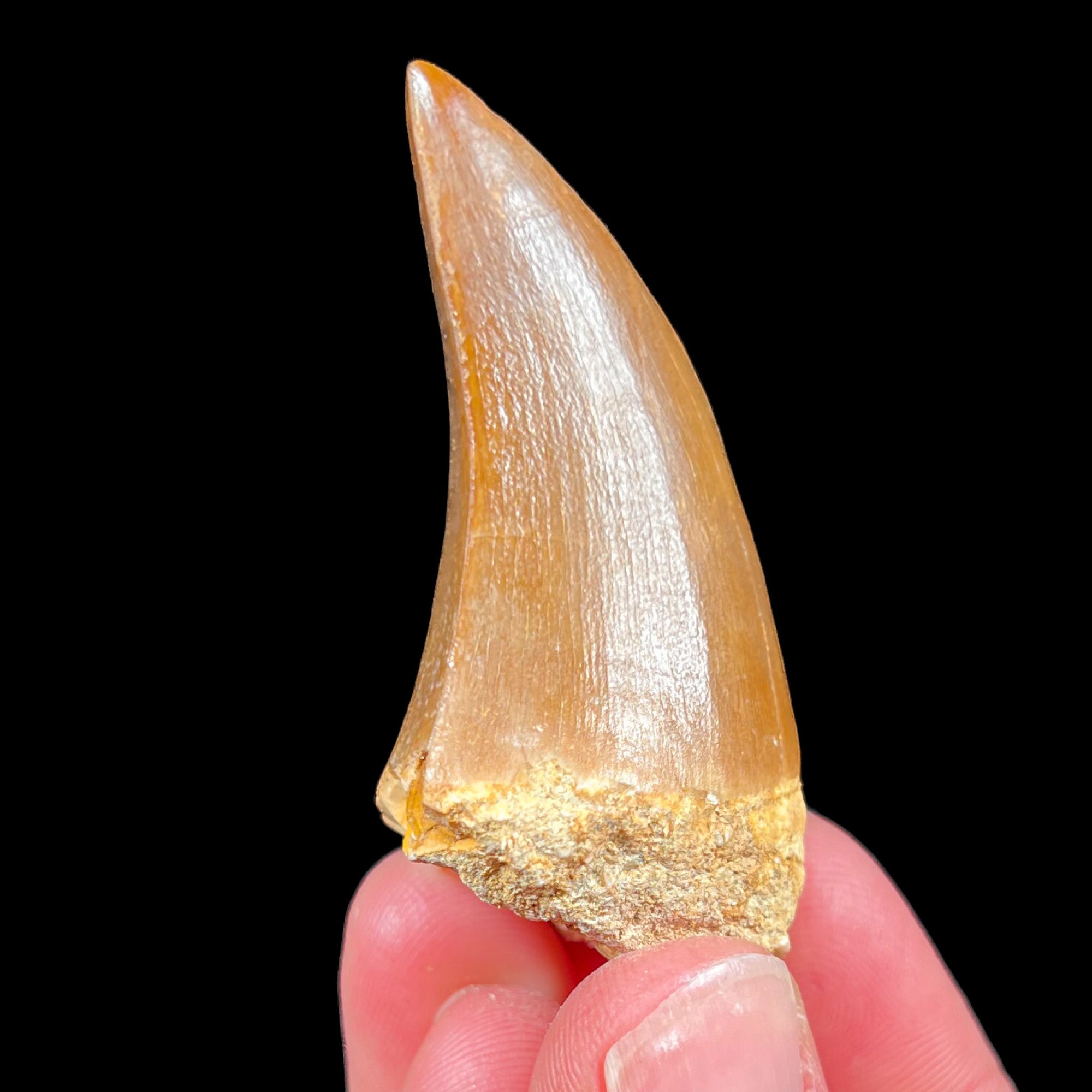 Mosasaurus Fossil Tooth