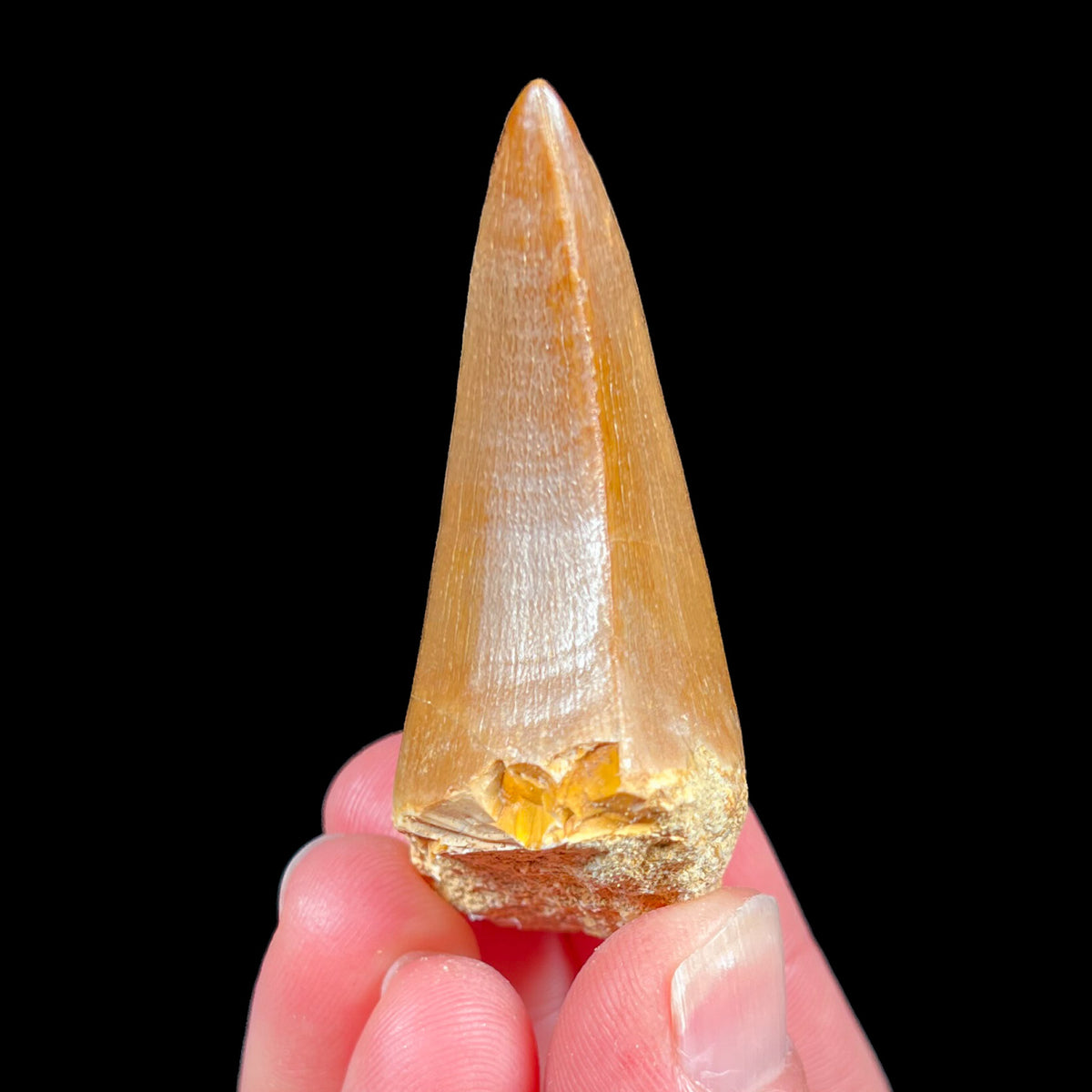 Mosasaurus Tooth Fossil