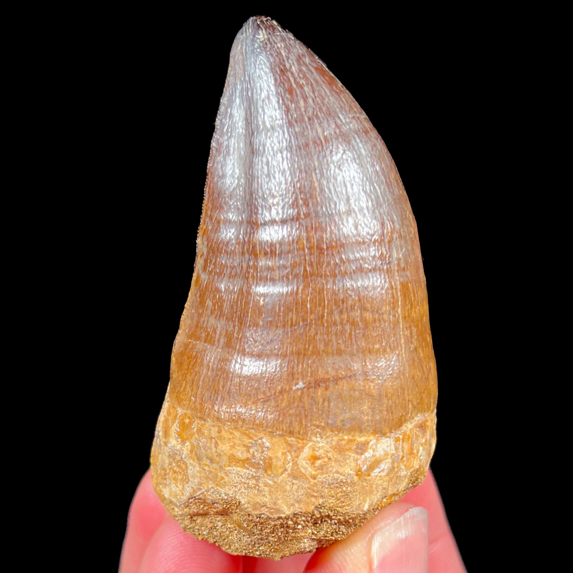 Fossil Mosasaur Tooth