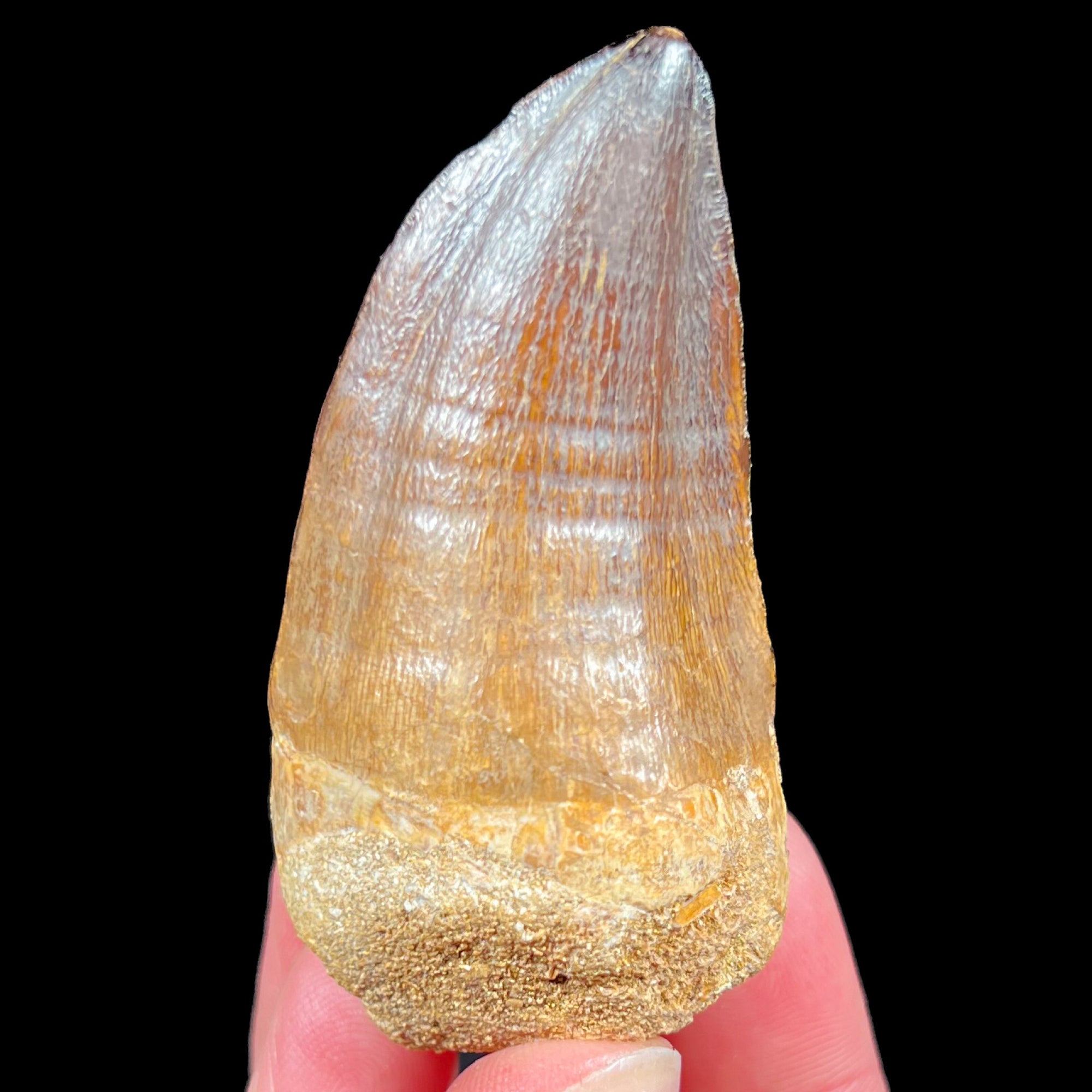 Fossil Mosasaur Tooth