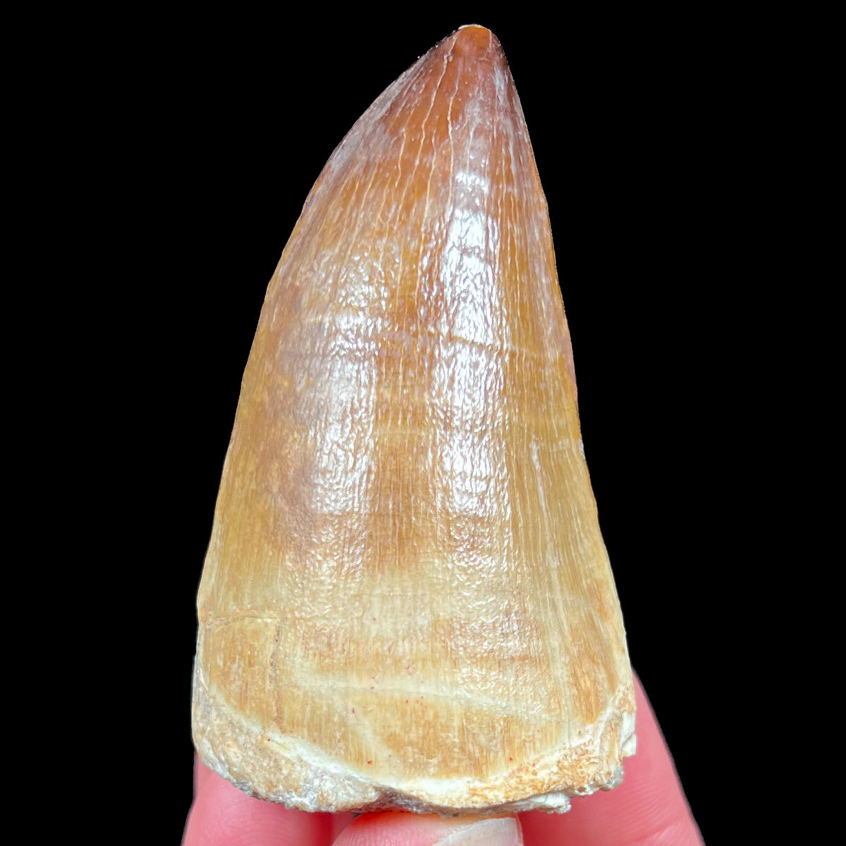 Fossil Mosasaurus Tooth