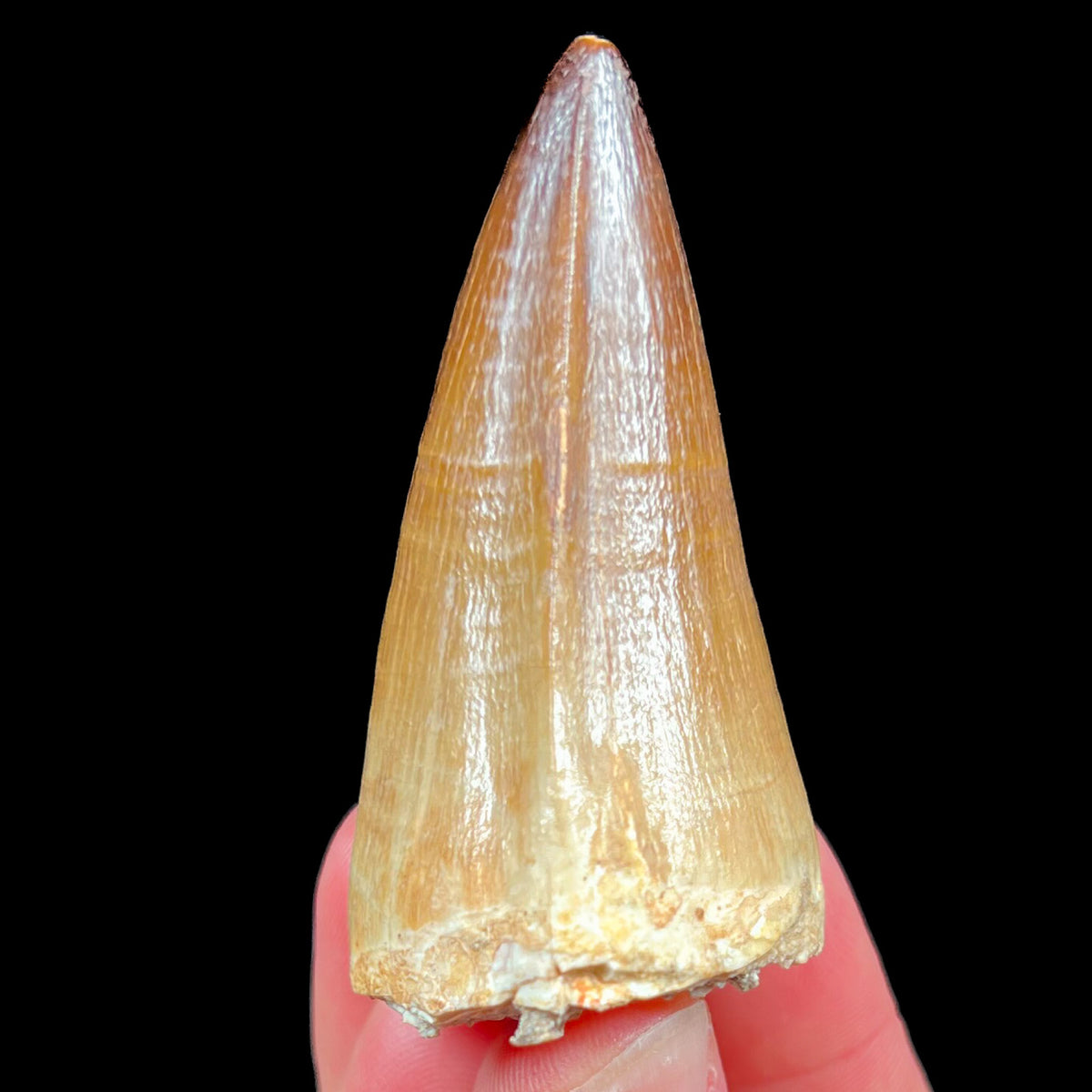 Fossil Mosasaur Tooth