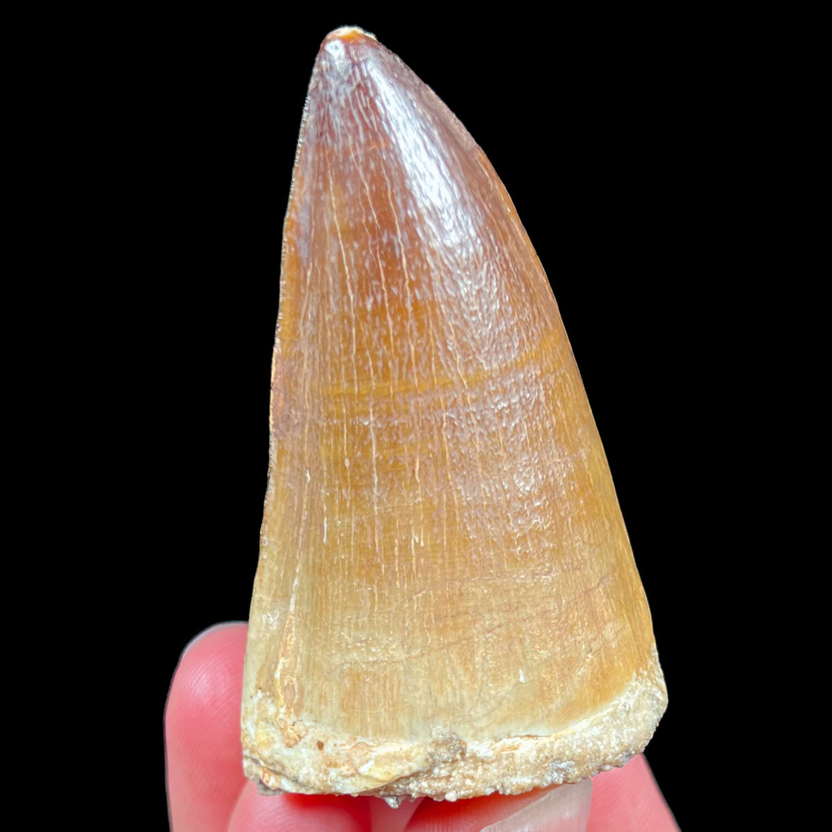 Mosasaurus Tooth from Morocco