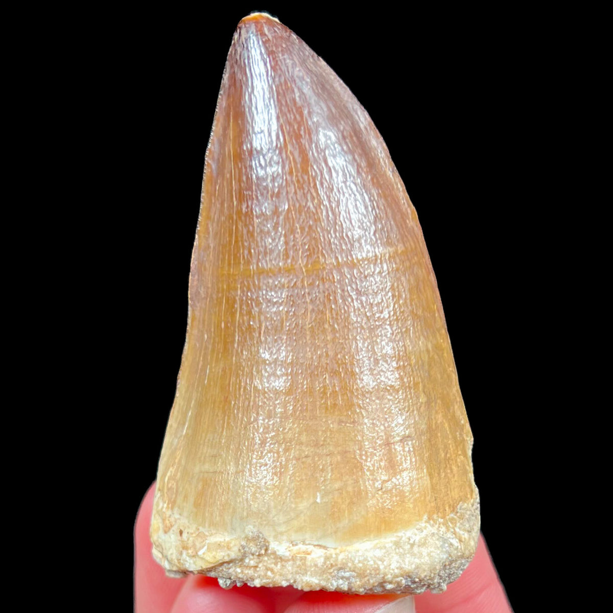 Fossil Mosasaurus Tooth from Morocco