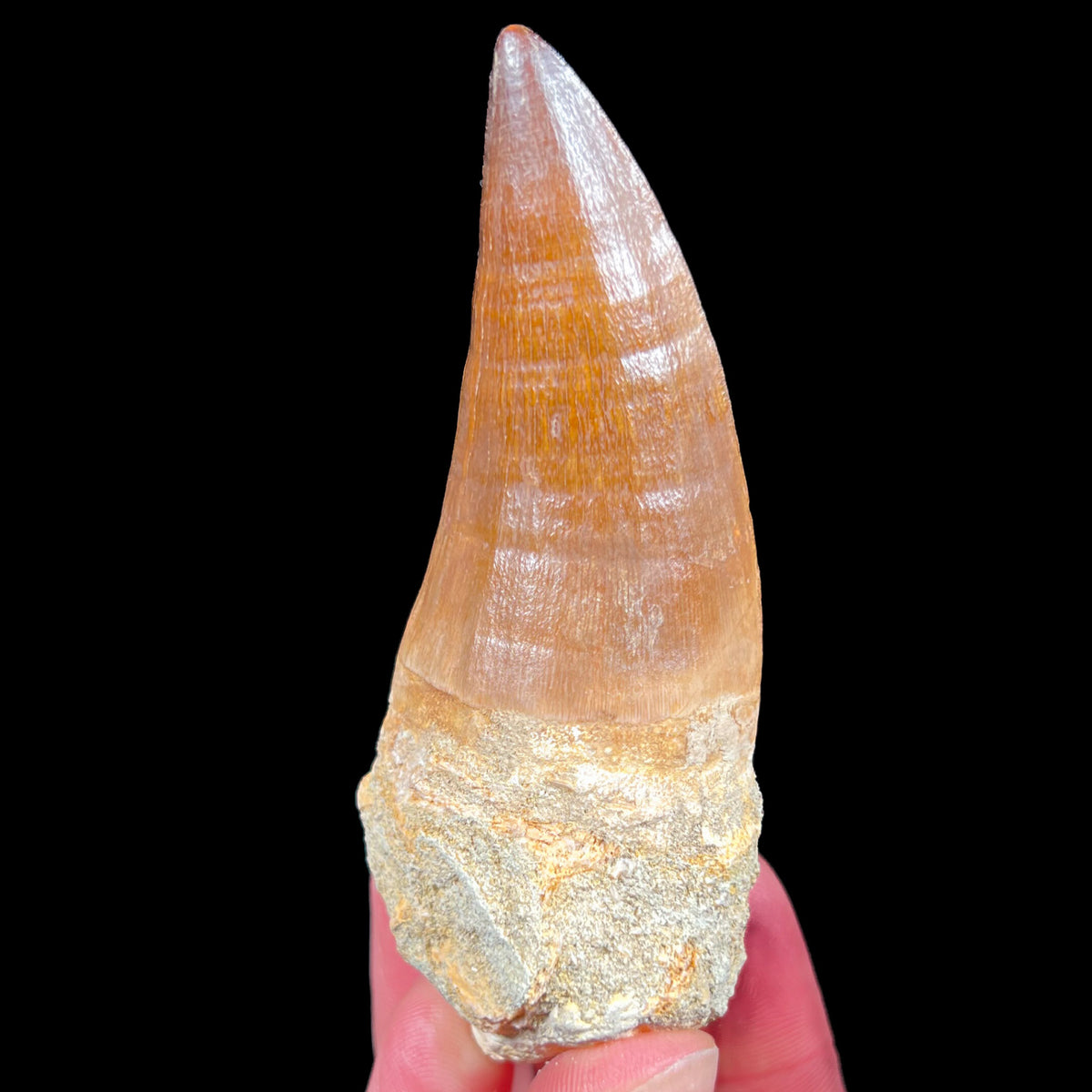 Authentic Fossil Mosasaur Tooth