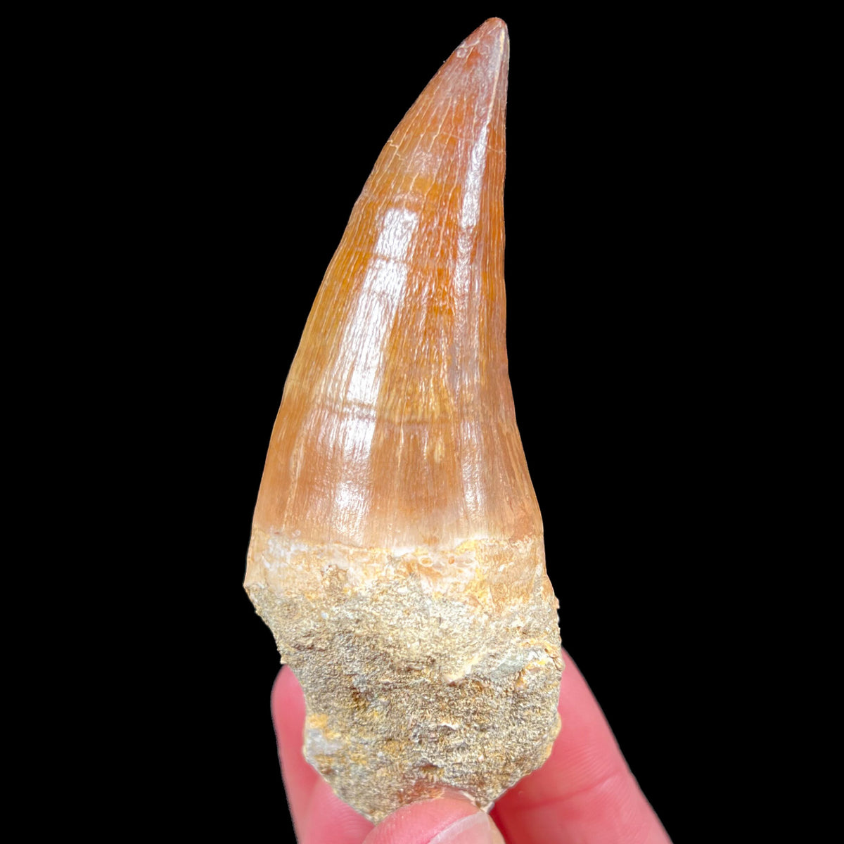 Mosasaurus Fossil Tooth from Morocco