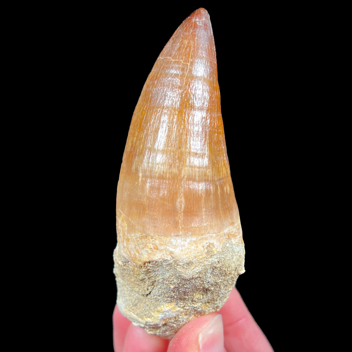 Mosasaur Tooth Fossil