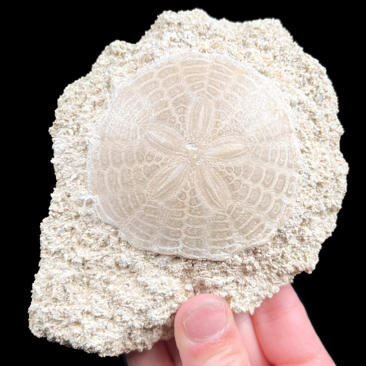 Fossilized Sand Dollar in Limestone Matrix from France