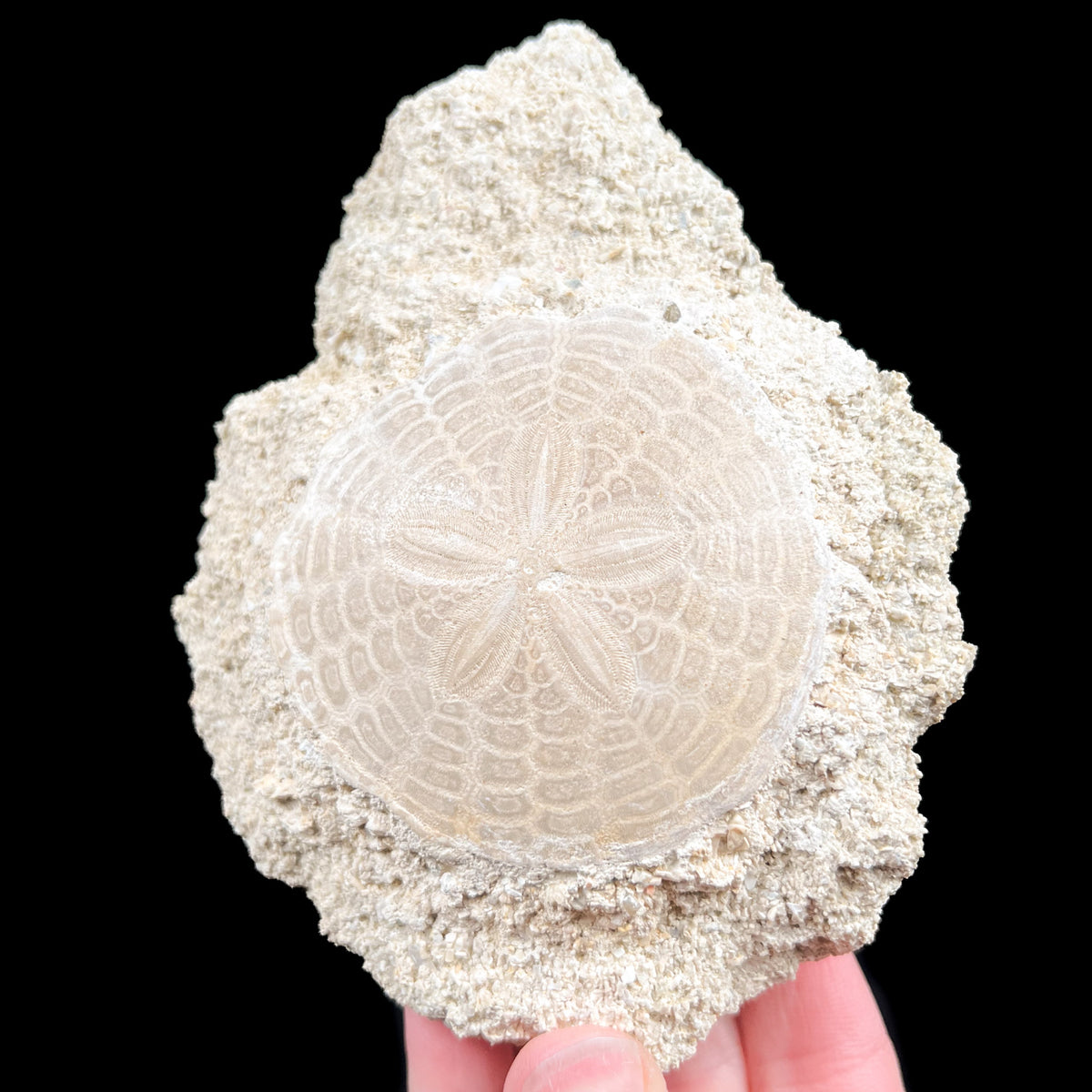 Fossil Sand Dollar in Matrix from France