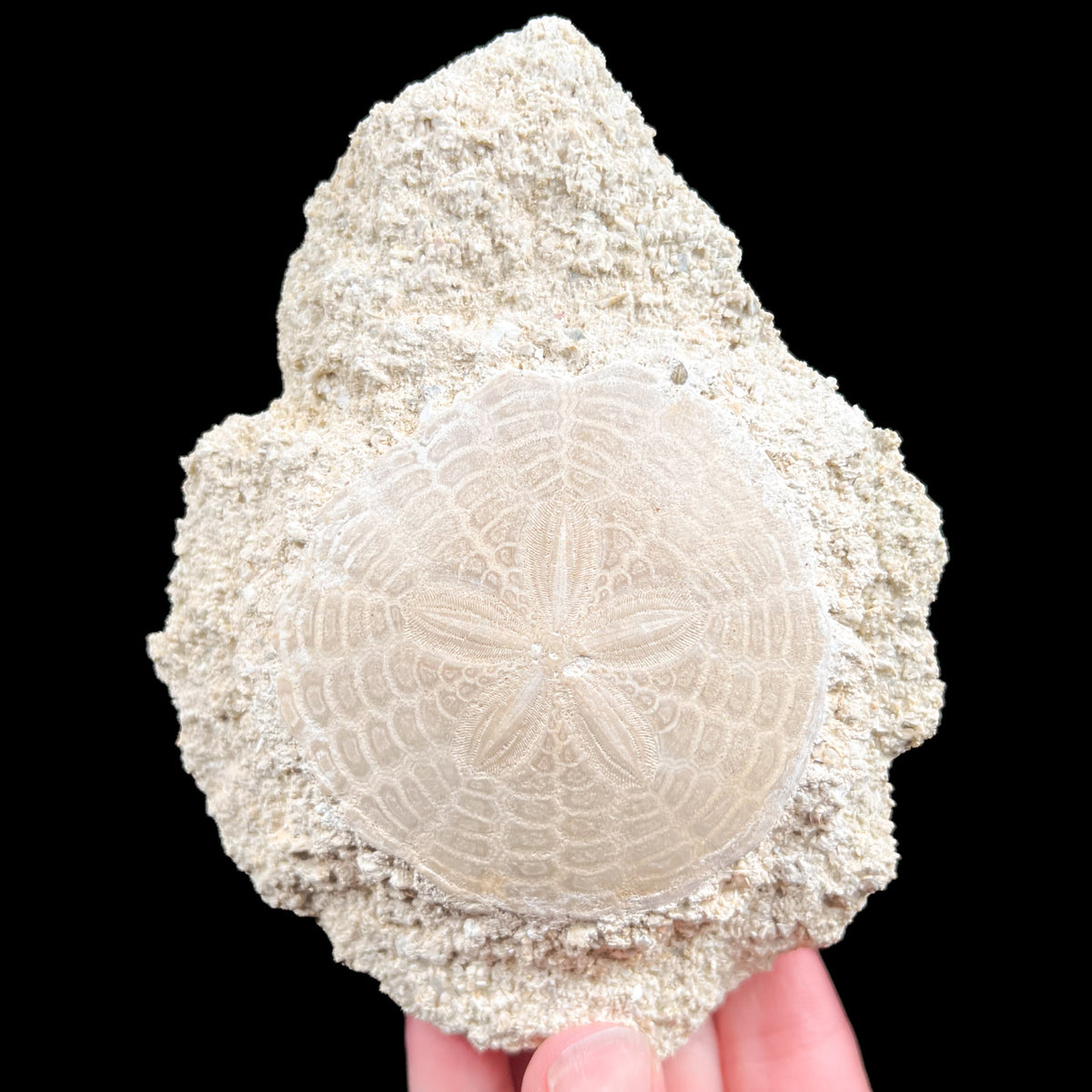 Sand Dollar Fossil in Matrix Miocene Epoch