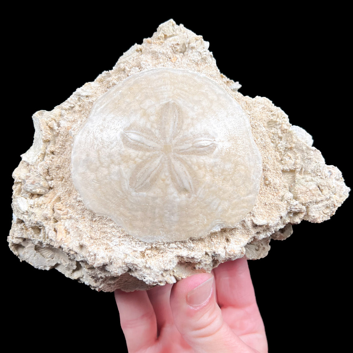 Fossil Sand Dollar Echinoid from France