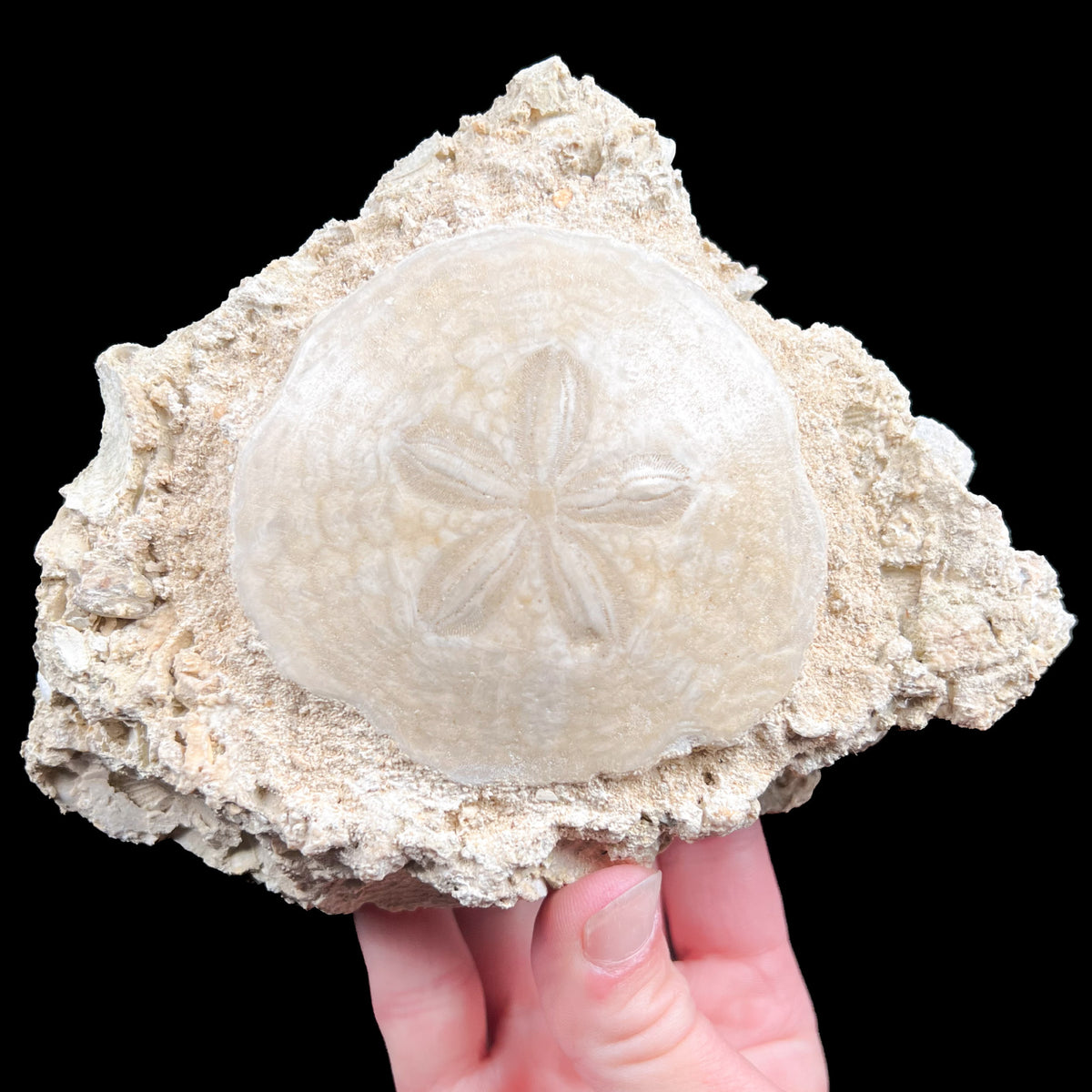 Fossil Echinoid Sand Dollar from France