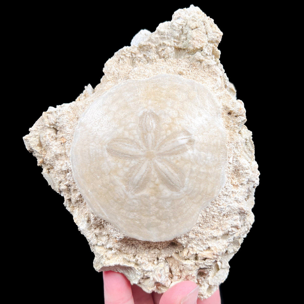 Fossil Sand Dollar from France