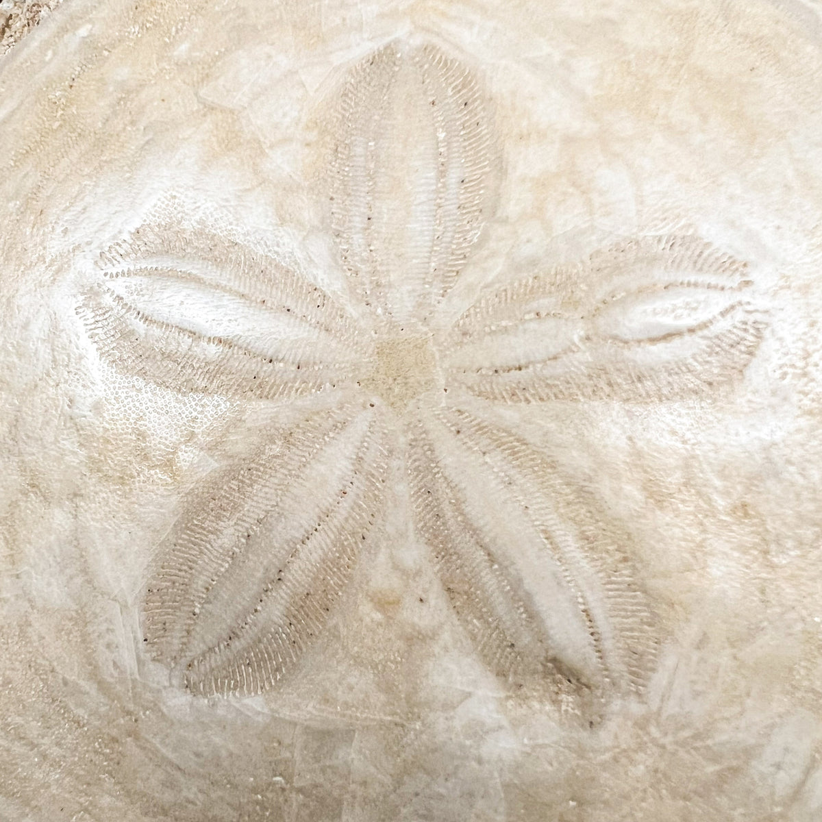 Close up of Fossil Sand Dollar Echinoid from France