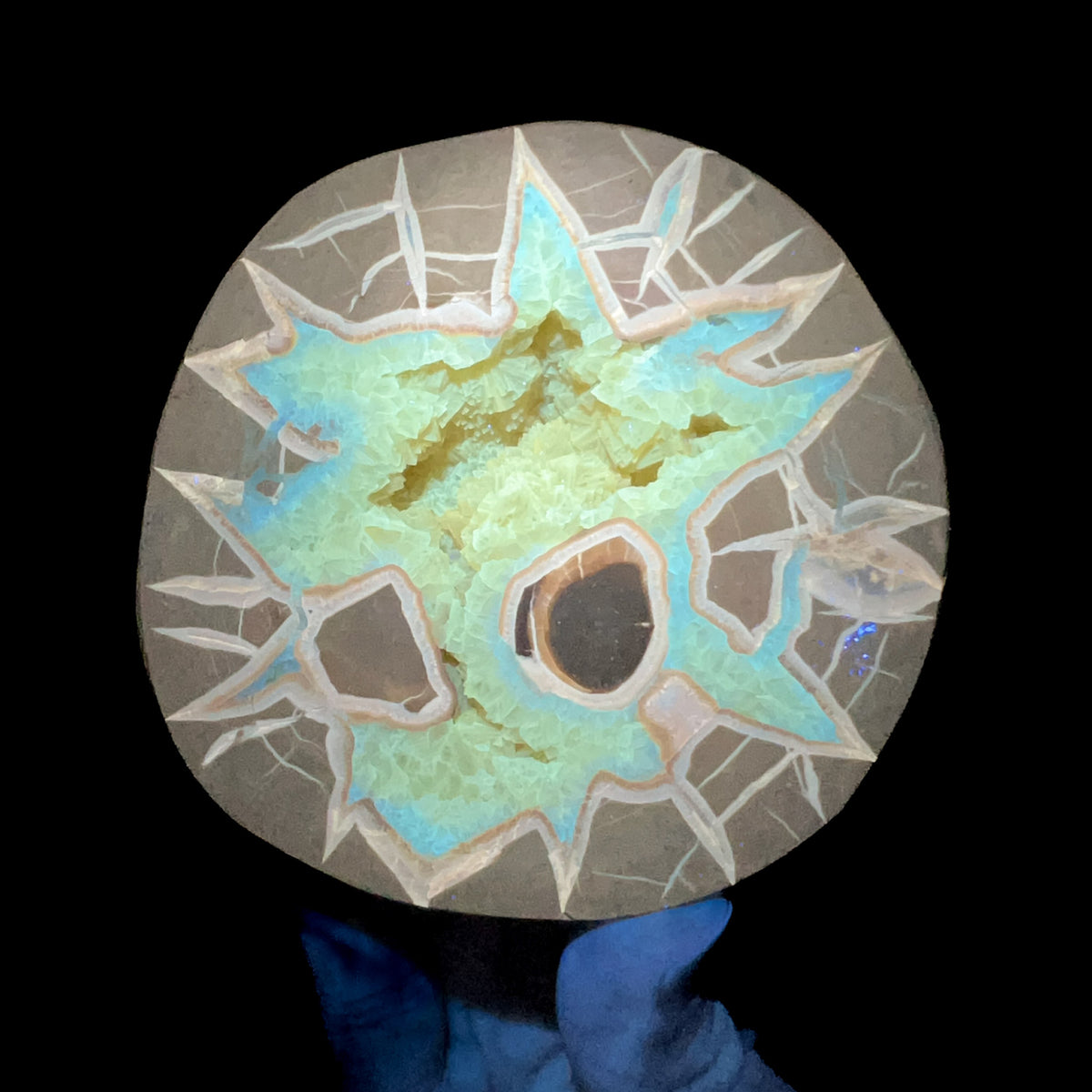 Septarian Concretion displaying Fluorescence under UV light