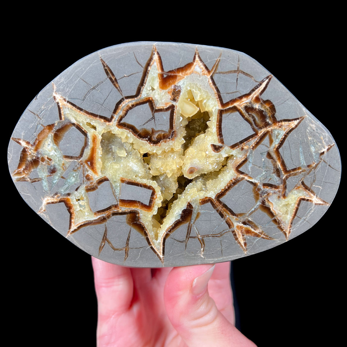 Golden Calcite Septarian Concretion Geode