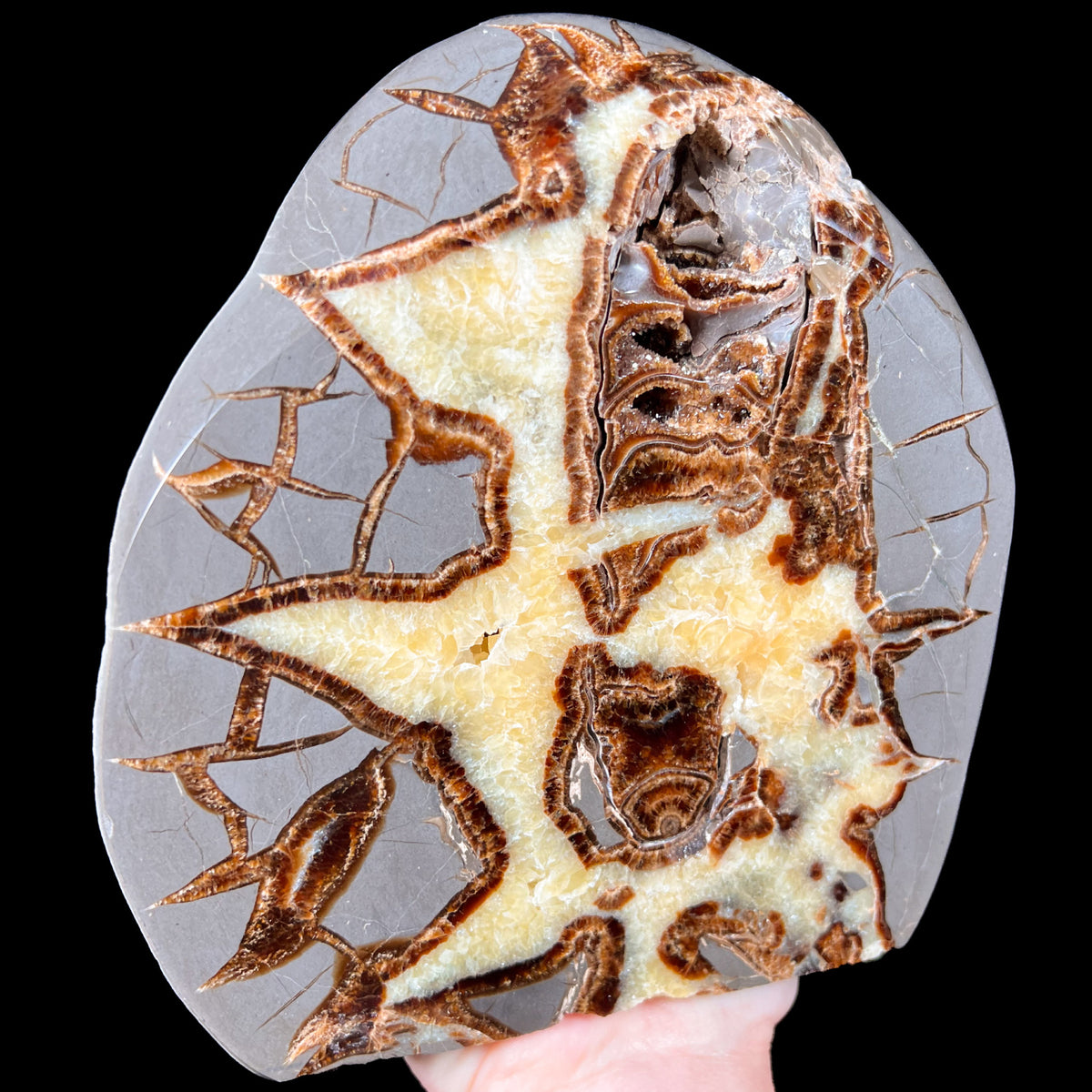 Ammonite Fossil Inside a Septarian Calcite Concretion