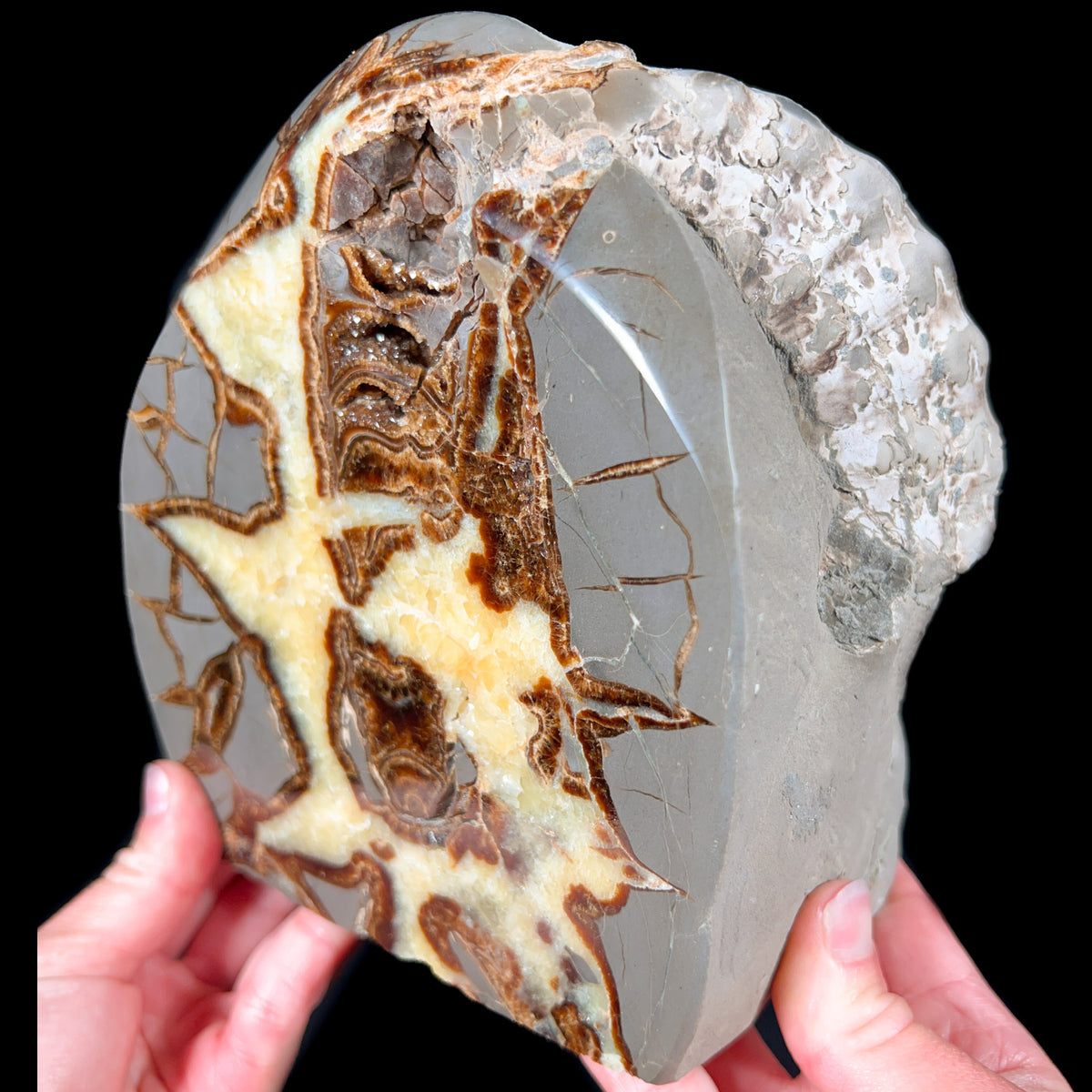 Ammonite Fossil Inside a Septarian Concretion from Utah