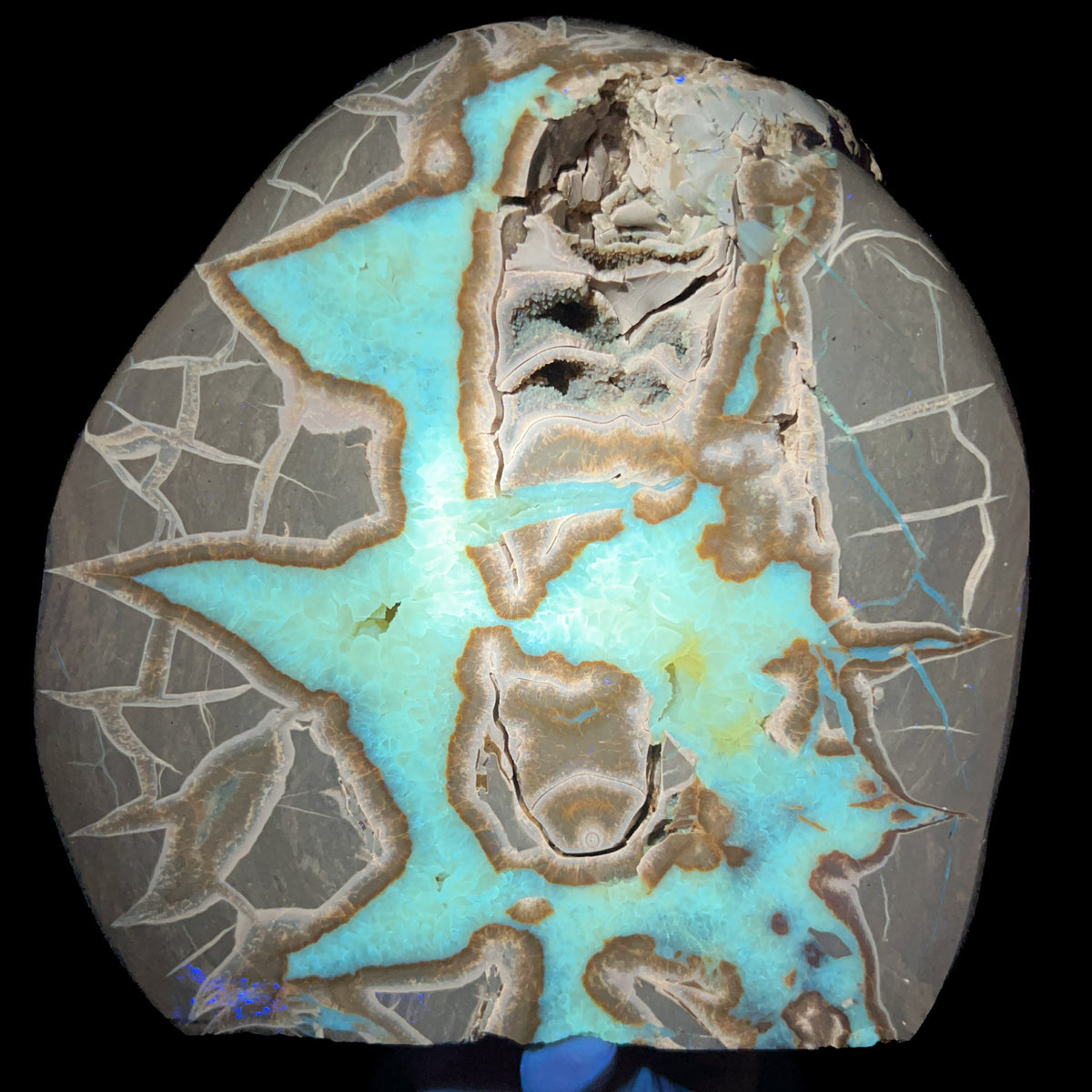 Septarian Concretion with Ammonite fossil inside displaying fluorescences under UV light