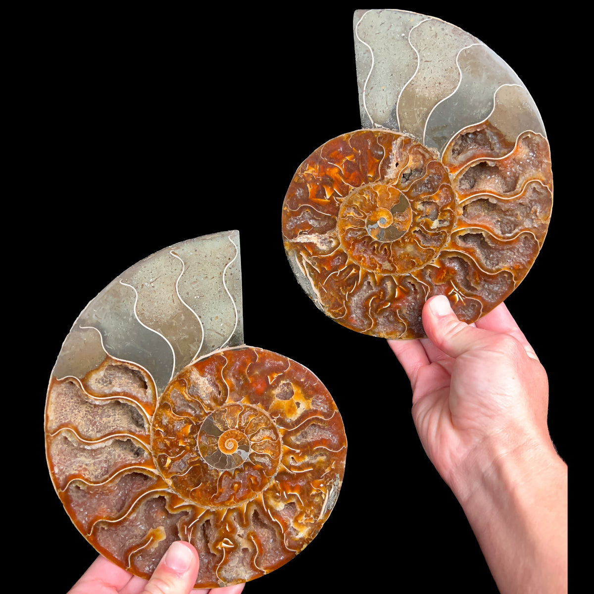 Large Cleoniceras Ammonite Fossil Pair from Madagascar