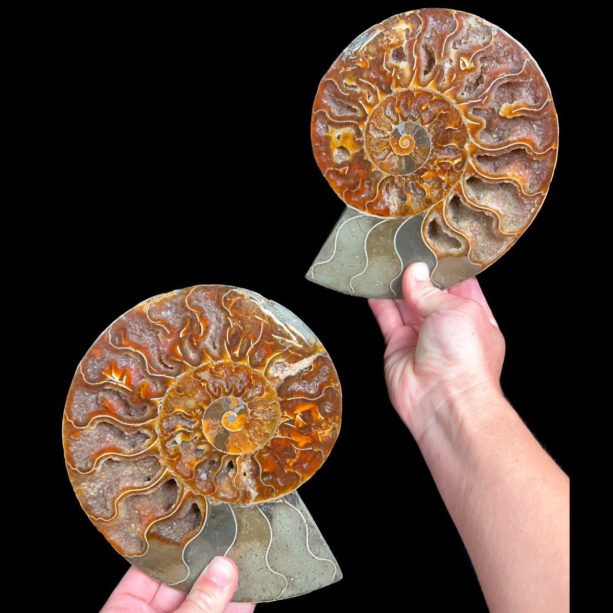 Large Cut and Polished Fossil Ammonite Pair