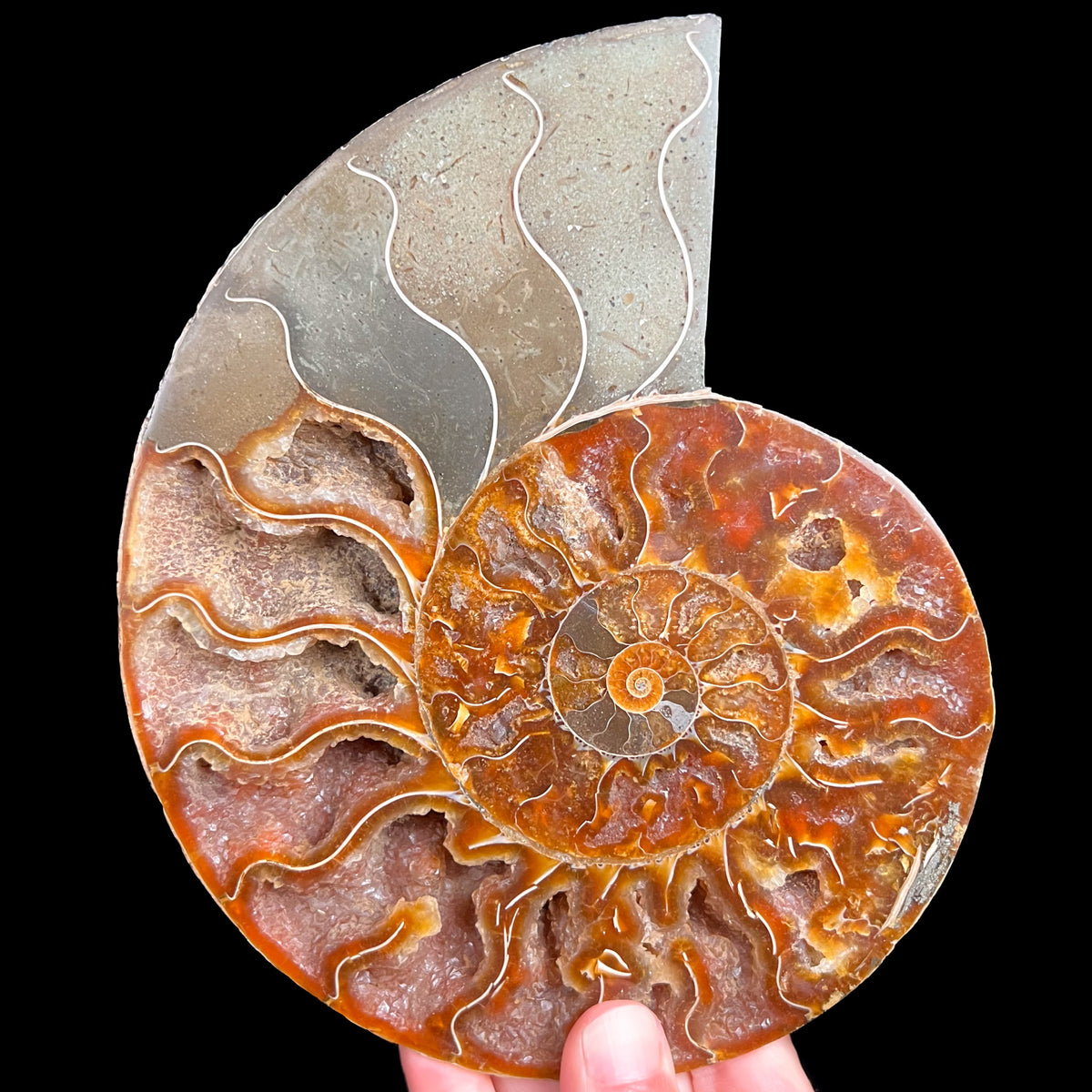 Interior of Large Cleoniceras Ammonite Fossil Shell