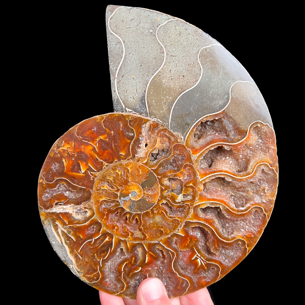 Growth Chambers Inside a Fossil Ammonite from Madagascar