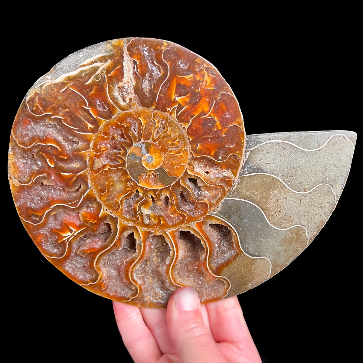 Cleoniceras Ammonite Fossil Shell