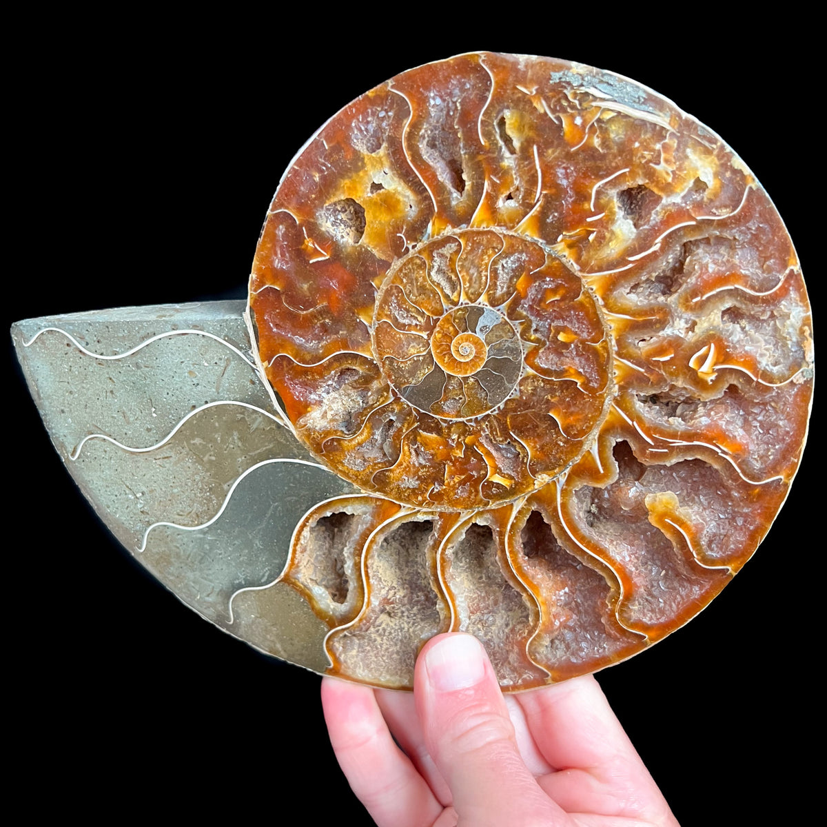 Ammonite Shell Fossil Displaying Growth Chambers with Crystals Inside