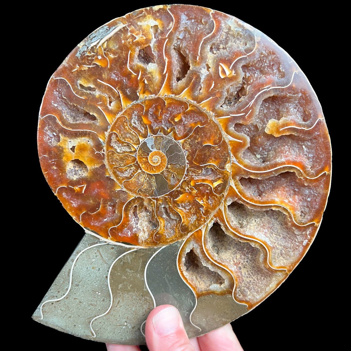 Large split and polished Ammonite Shell Fossil