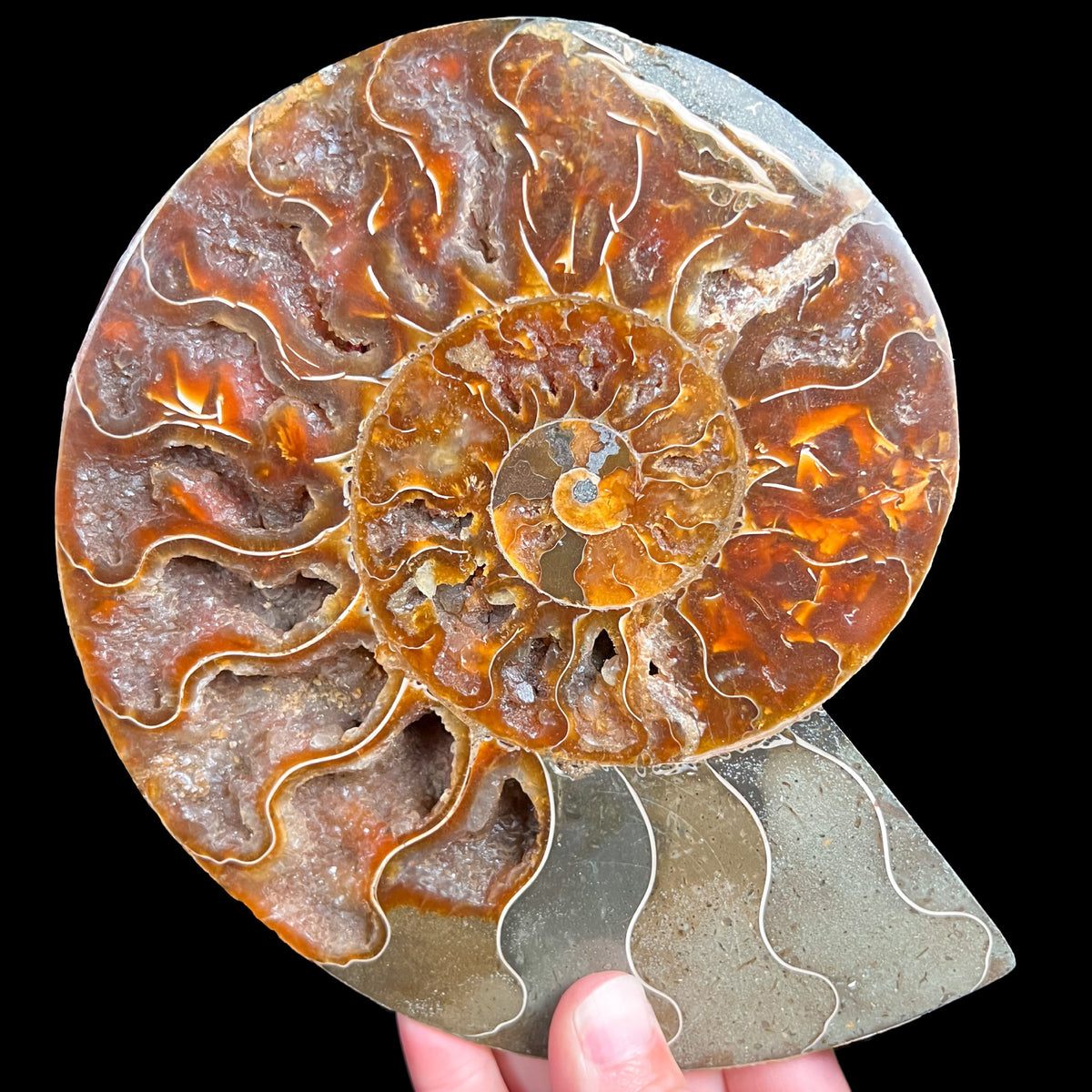 Large Cut and Polished Ammonite Shell Fossil