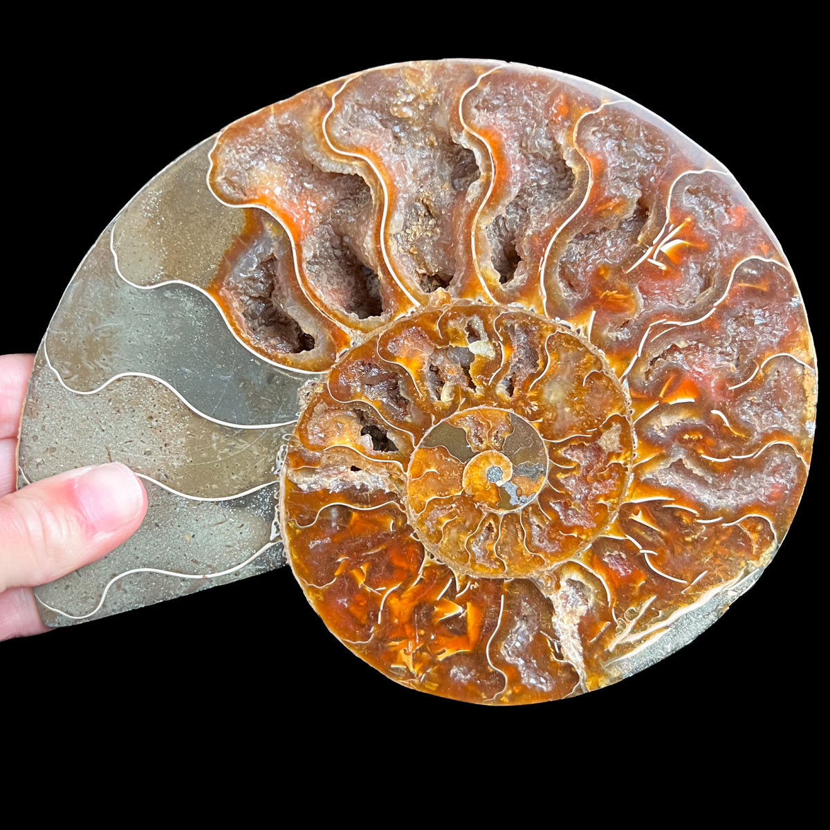 Large Ammonite Shell Fossil 