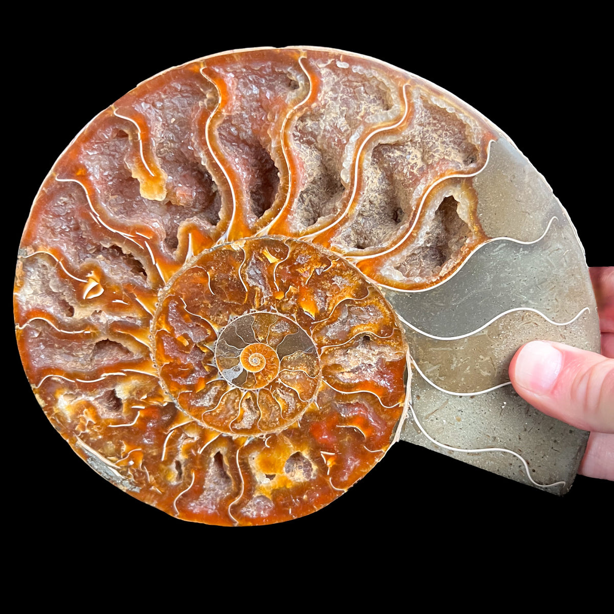 Large Ammonite Shell Fossil