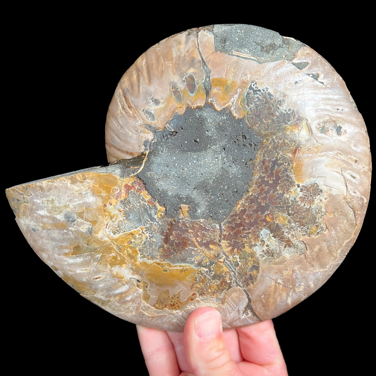 Exterior of Large Cleoniceras Ammonite Fossil