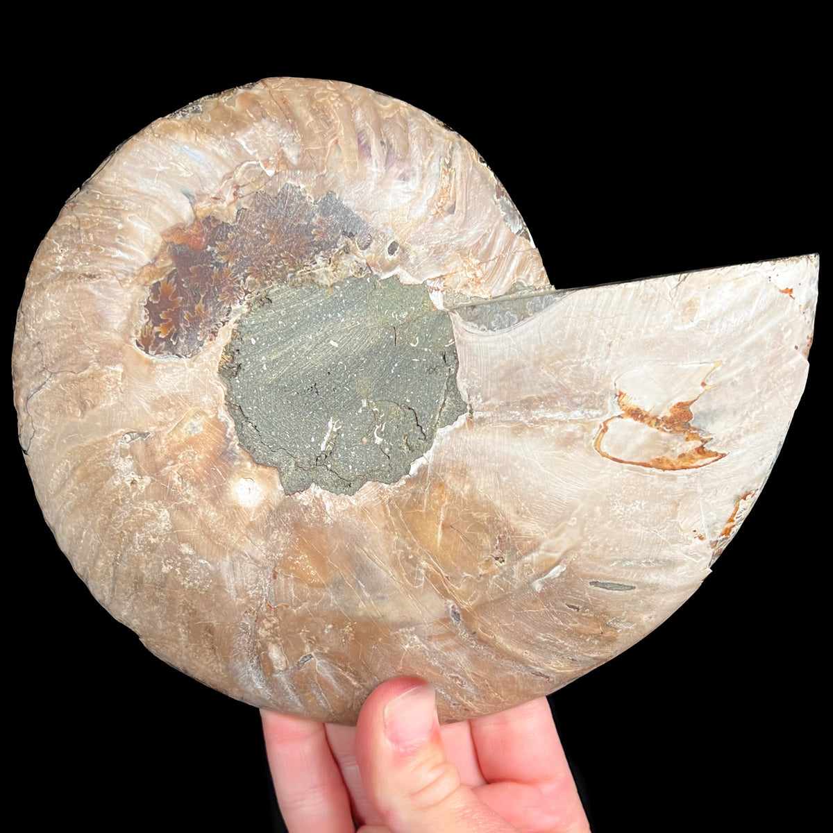 Exterior of Large Ammonite Shell Fossil