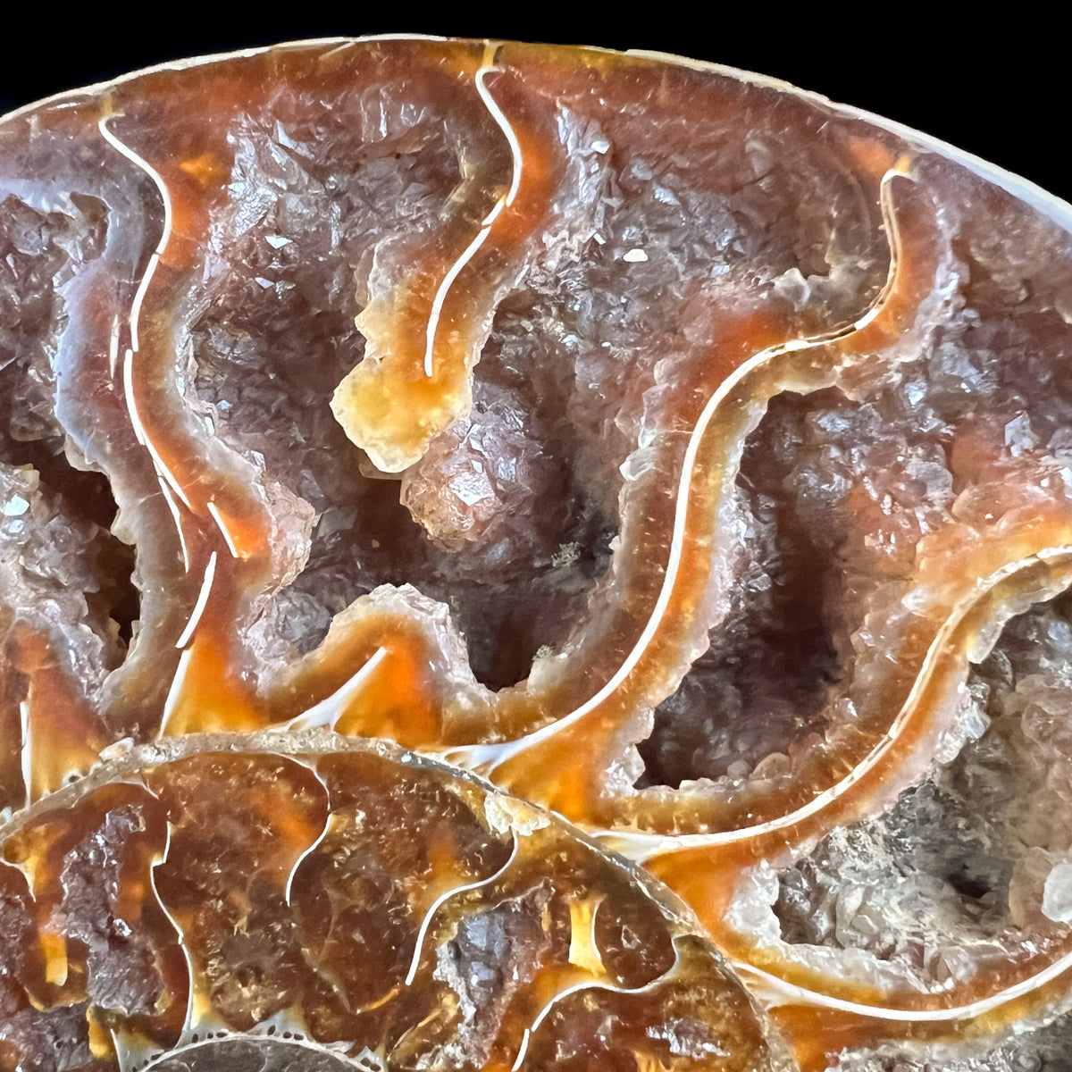 Calcite Crystals Inside of an Ammonite Fossil