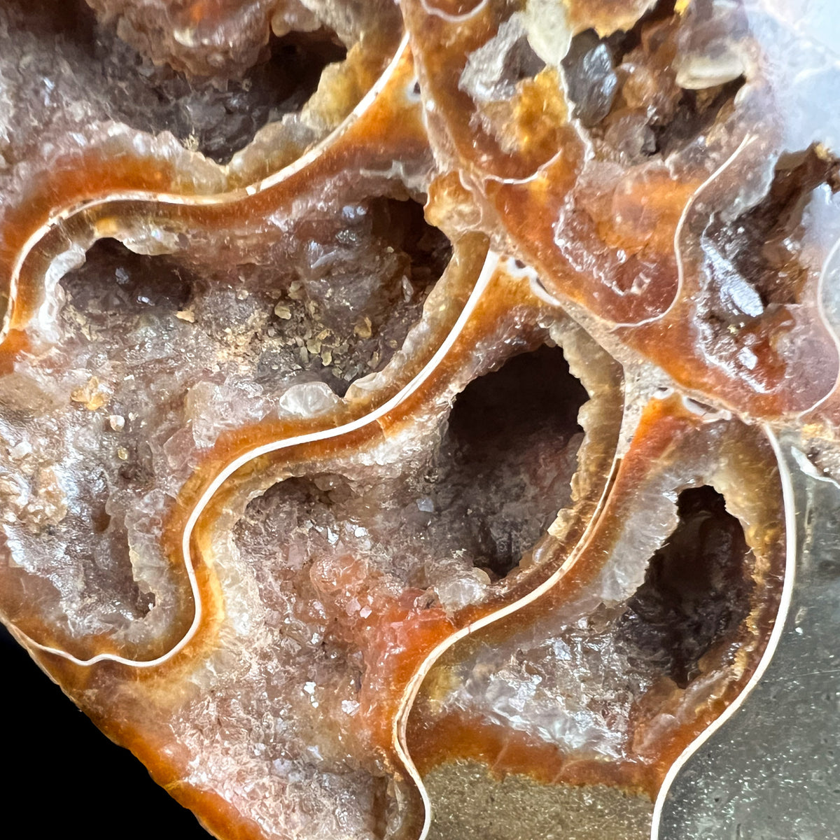 Crystals Inside Ammonite Growth Chambers