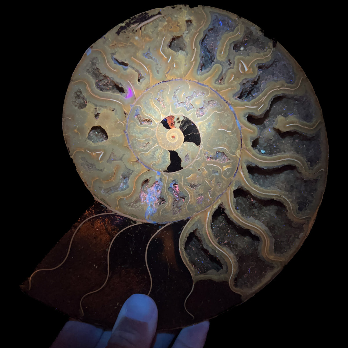 Ammonite Fossil Under UV Fluorescent Light