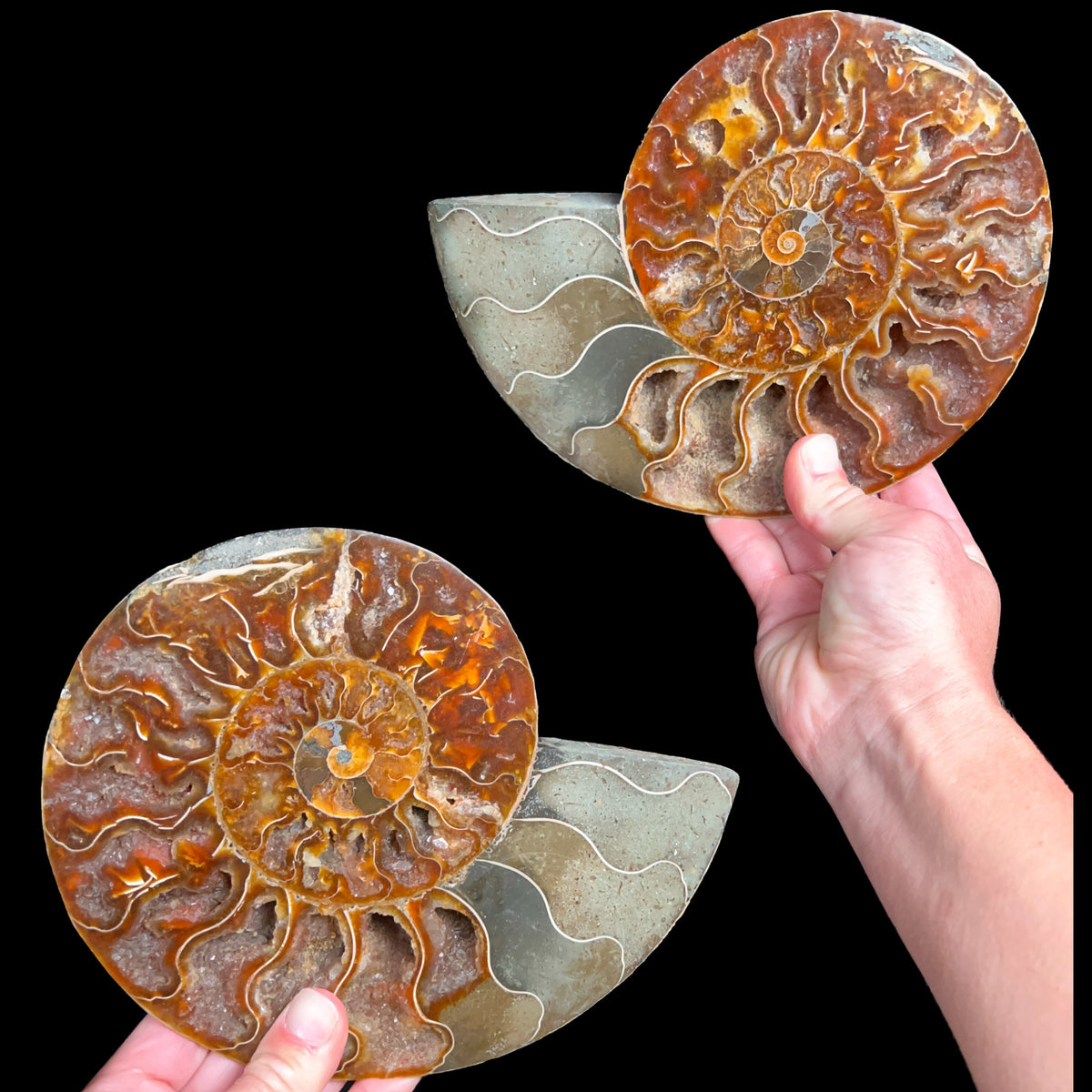 Large Ammonite Fossil Pair from Madagascar